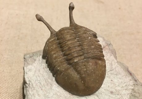 Fossiler Trilobit im Eiszeit-Haus