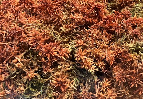 Das Foto zeigt ein Torfmoos-Präparat aus dem Ausstellungsraum in Nahaufnahme. Es handelt sich um das Rötliche Torfmoos.