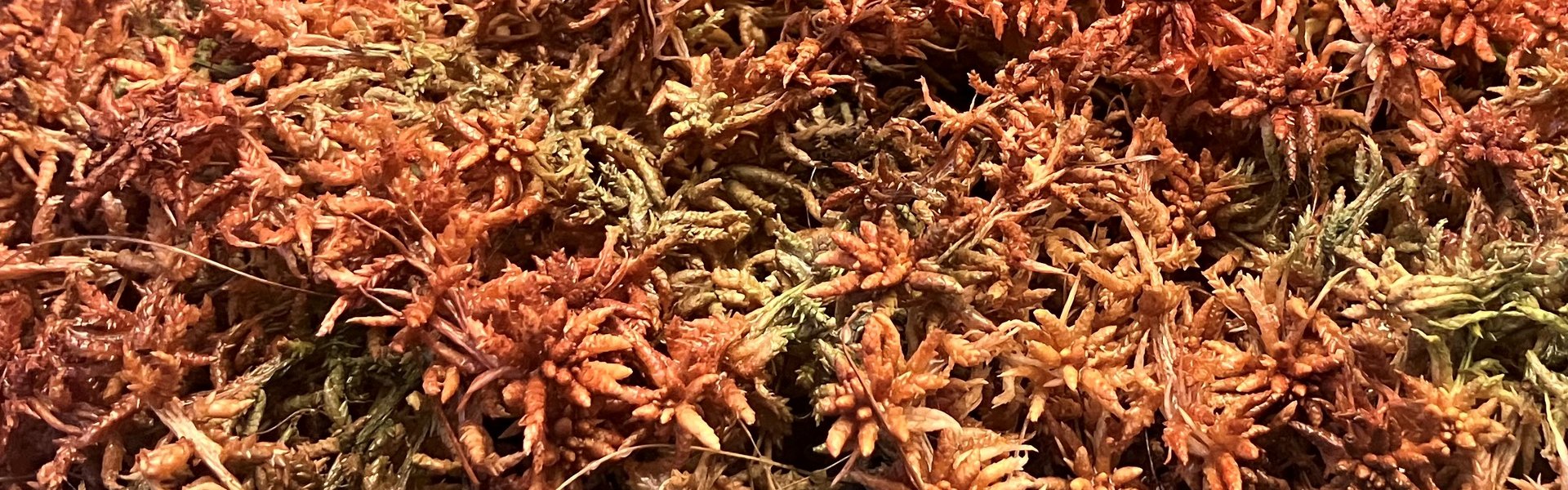 Rødbrunt tørvemos (Sphagnum rubellum) i vitrinen