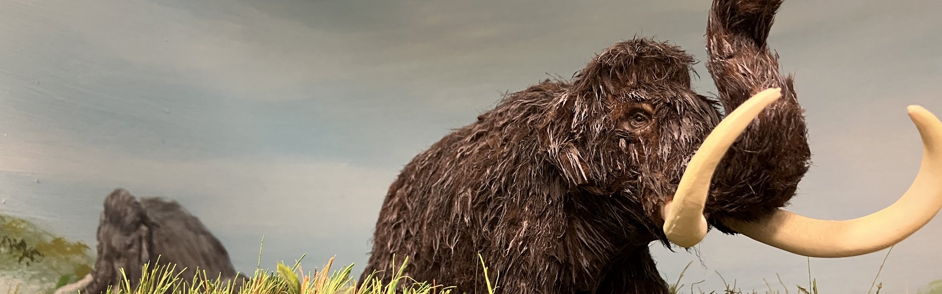 Sie sehen einen Ausschnitt des Dioramas zur Mammut-Steppe aus dem Eiszeit-Haus