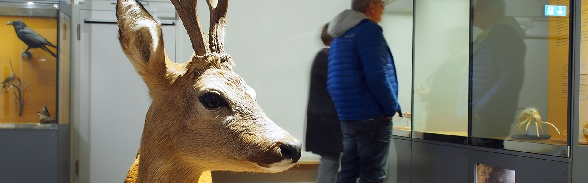 Das Foto zeigt einen Ausschnitt aus dem Themenraum Wald. Im Vordergrund ist ein Rehbock zu sehen. Im Hintergrund lesen zwei Besucher in den Vitrinen.