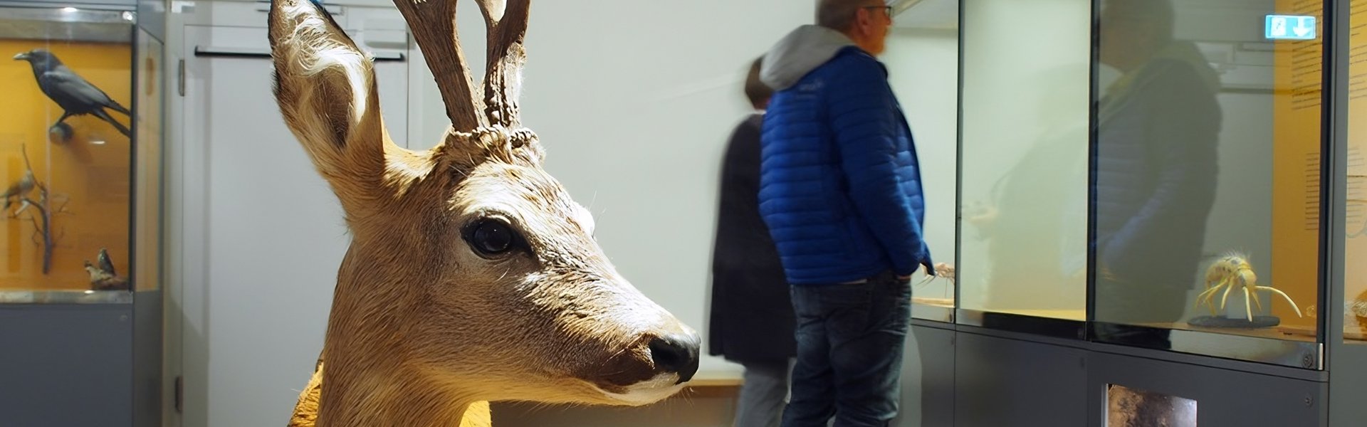 Das Foto zeigt einen Ausschnitt aus dem Themenraum Wald. Im Vordergrund ist ein Rehbock zu sehen. Im Hintergrund lesen zwei Besucher in den Vitrinen.