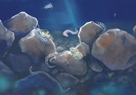 Colorierte Zeichnung des Lebensraum Grundwasser. Von oben dringt ein Lichtstrahl in die Tiefe.