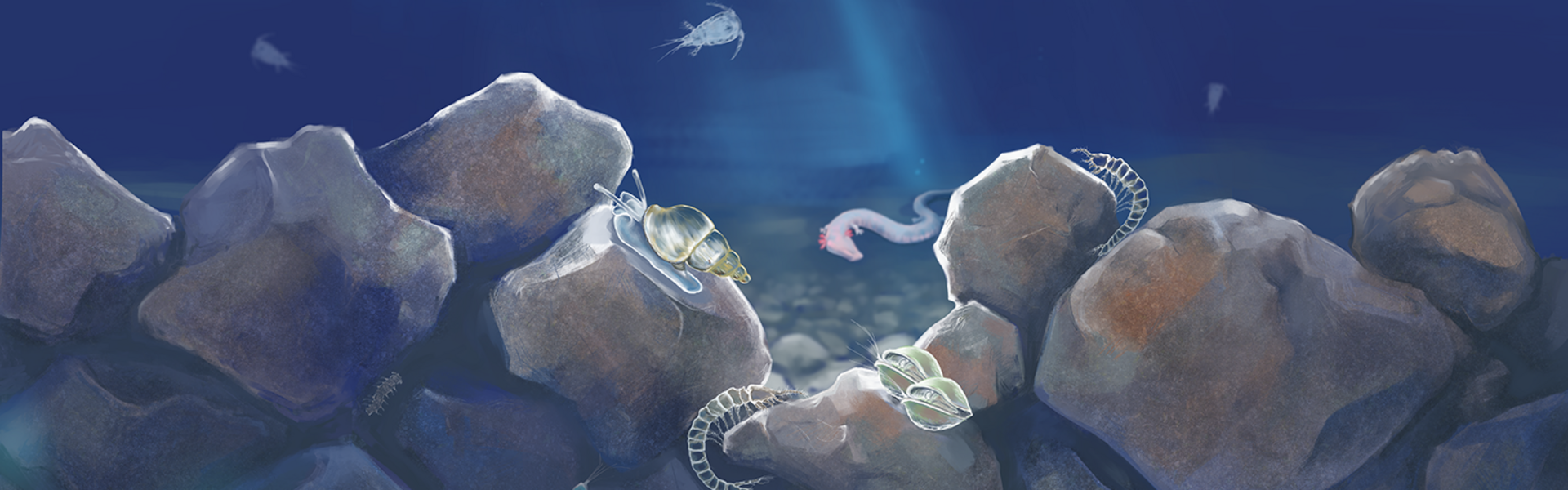 Colorierte Zeichnung des Lebensraum Grundwasser. Von oben dringt ein Lichtstrahl in die Tiefe.