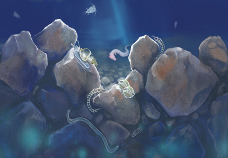 Colorierte Zeichnung des Lebensraum Grundwasser. Von oben dringt ein Lichtstrahl in die Tiefe.