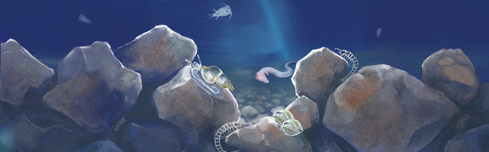 Colorierte Zeichnung des Lebensraum Grundwasser. Von oben dringt ein Lichtstrahl in die Tiefe.