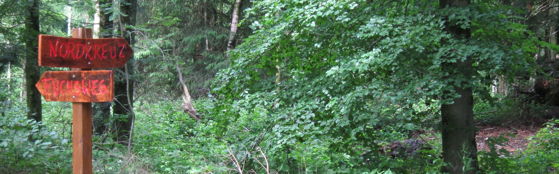 Das Foto zeigt einen Waldweg, an dem ein Wegweiser steht.