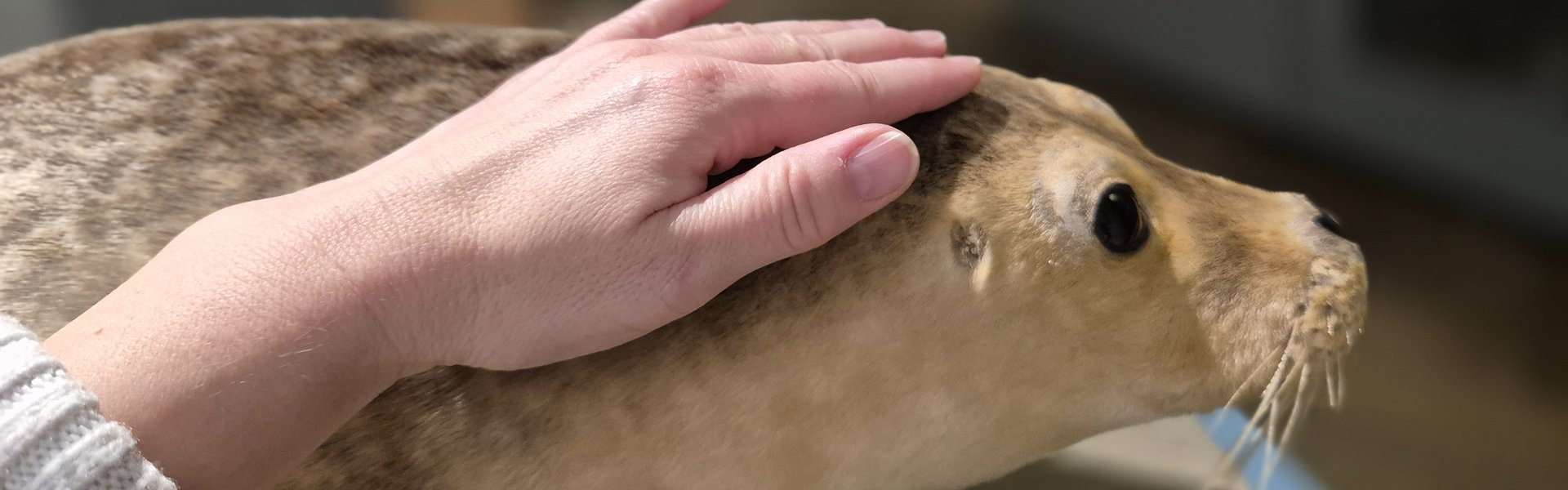Das Foto zeigt den Kopf und das Vorderteil eines Seehundes. Eine Hand streichelt über das Präparat. Im Hintergrund ist die Ausstellung Ostsee / Förde angedeutet zu sehen.