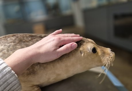Billedet viser hovedet og forparten af en sæl. En hånd stryger over præparatet. I baggrunden ses udstillingen Østersøen/Fjorden antydet.