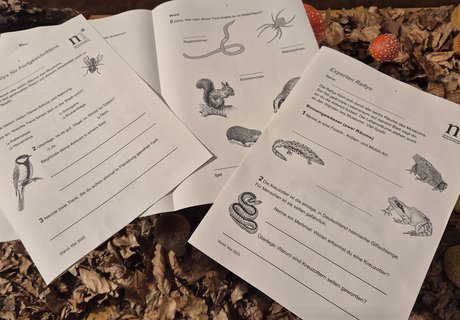 Das Foto zeigt drei verschiedene Rallye-Bögen auf einem Waldboden. Die Rallyes sind in verschiedenen Schwierigkeitsgraden konzipiert.