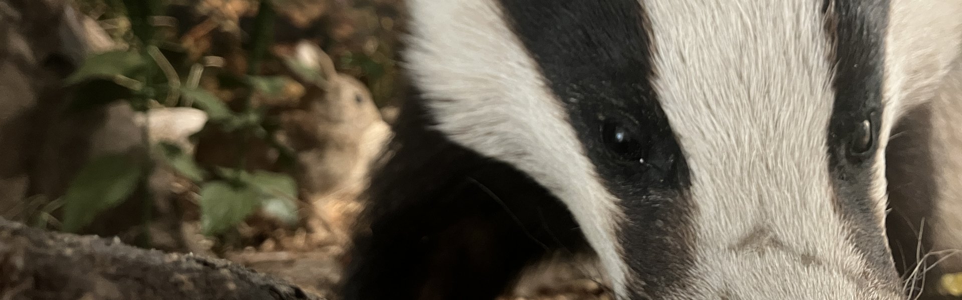 Das Foto zeigt ein Dachspräparat in der Knick-Vitrine des Museums.