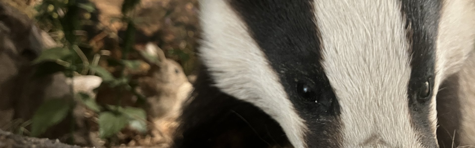 Das Foto zeigt ein Dachspräparat in der Knick-Vitrine des Museums.