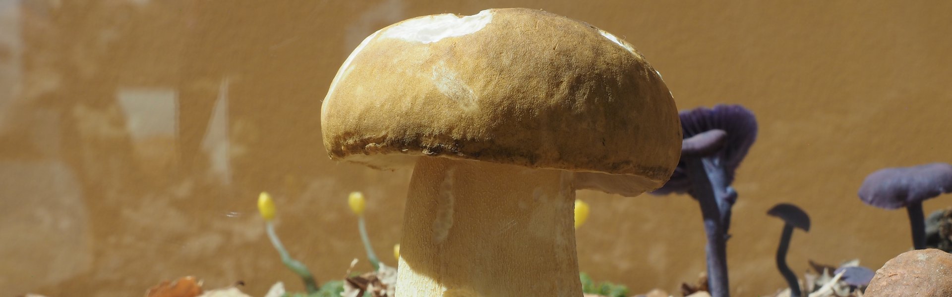 Model af en porcini-svamp i Naturhistorisk Museum