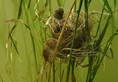Das Foto zeigt ein Zwergmausnest zwischen Getreidehalmen. Die Öffnung ist leicht nach links orientiert. Eine präparierte Zwergmaus sitzt auf dem Nest, eine weitere klettert an einem Halm zum Nest empor.