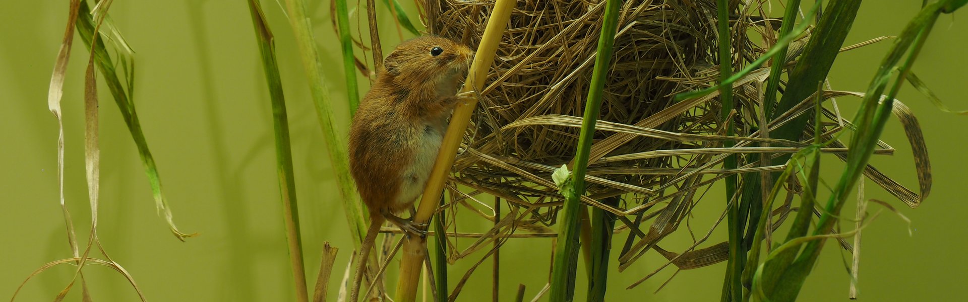 Das Foto zeigt ein Zwergmausnest zwischen Getreidehalmen. Die Öffnung ist leicht nach links orientiert. Eine präparierte Zwergmaus sitzt auf dem Nest, eine weitere klettert an einem Halm zum Nest empor.