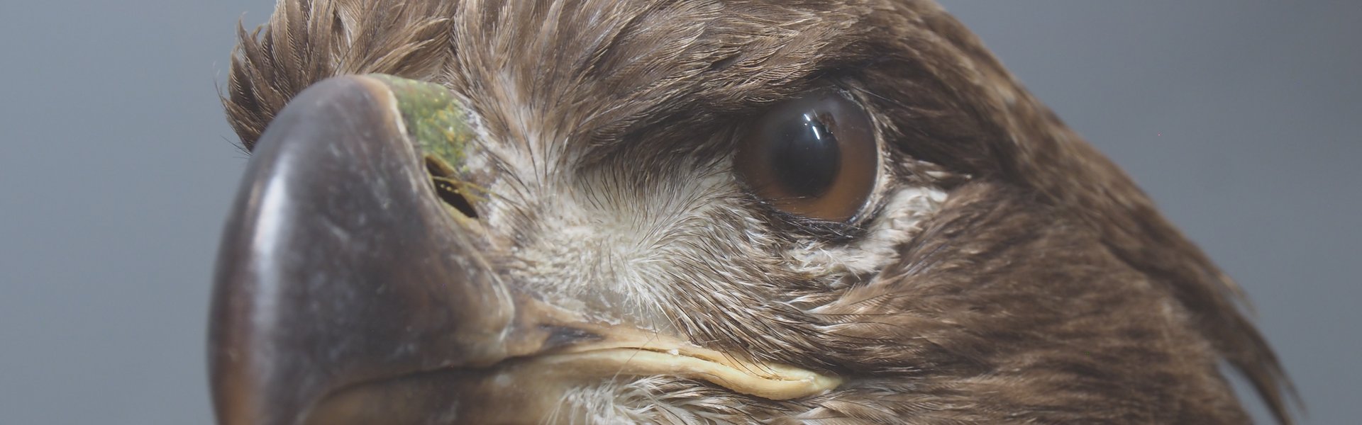 Hoved af en havørnepræparat