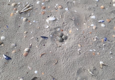 Auf einem Sandstrand liegen verschiedene Muschelschalen. In der Mitte ist gut getarnt das Gelege eines Sandregenpfeiers. Dicht daneben ist der Fußabdruck eines Menschen in den Sand gedrückt.