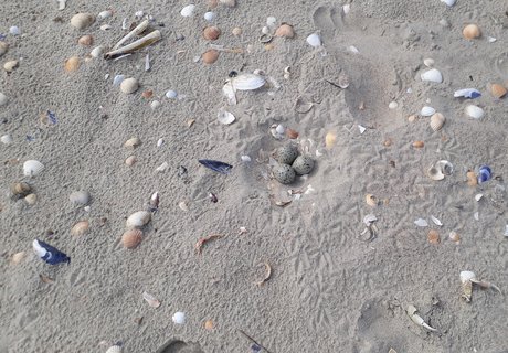 Auf einem Sandstrand liegen verschiedene Muschelschalen. In der Mitte ist gut getarnt das Gelege eines Sandregenpfeiers. Dicht daneben ist der Fußabdruck eines Menschen in den Sand gedrückt.