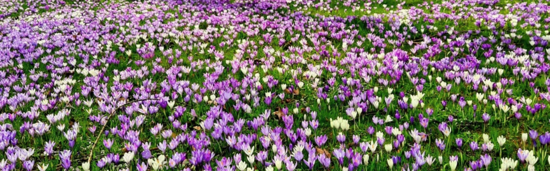 Eiszeit-Haus während der Krokusblüte