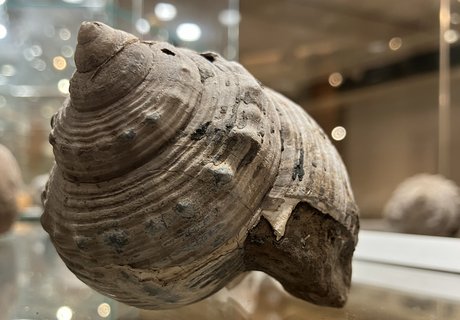 Das Foto zeigt eine versteinerte Schnecke in einer Glasvitrine. Lichtspiegelungen von den Leuchtmitteln in den umliegenden Vitrinen wirken wie helle Glanzpunkte drumherum.