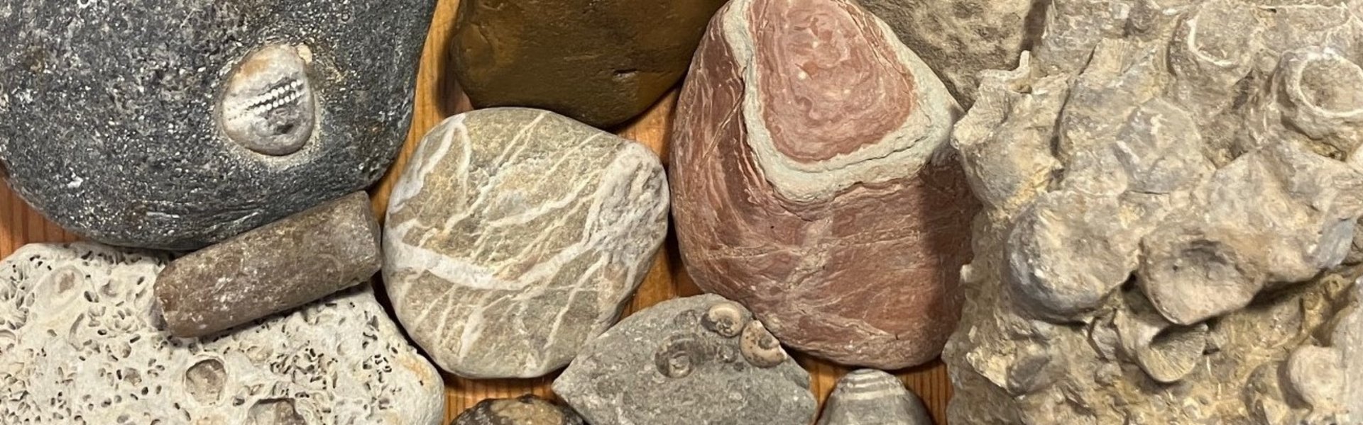 Bei einem Strandausflug an die Ostsee gesammelte Gesteine und Fossilien, zum Beispiel versteinerte Seeigel und Sandsteine.einerte