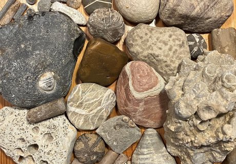 Bei einem Strandausflug an die Ostsee gesammelte Gesteine und Fossilien, zum Beispiel versteinerte Seeigel und Sandsteine.einerte