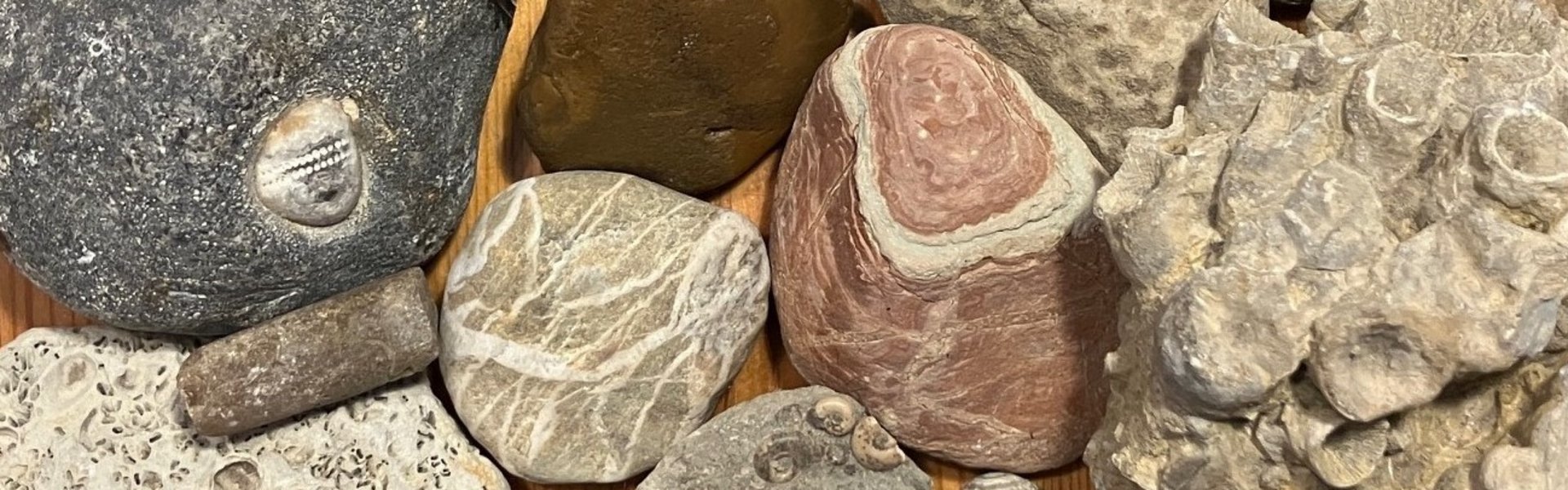 Bei einem Strandausflug an die Ostsee gesammelte Gesteine und Fossilien, zum Beispiel versteinerte Seeigel und Sandsteine.einerte