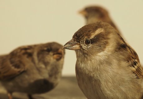 In der rechten Bildhälfte sind Kopf und Brust eines Präparats von einem weiblichen Haussperling abgebildet. Links sieht man verschwommen ein weiteres Sperlings-Präparat.