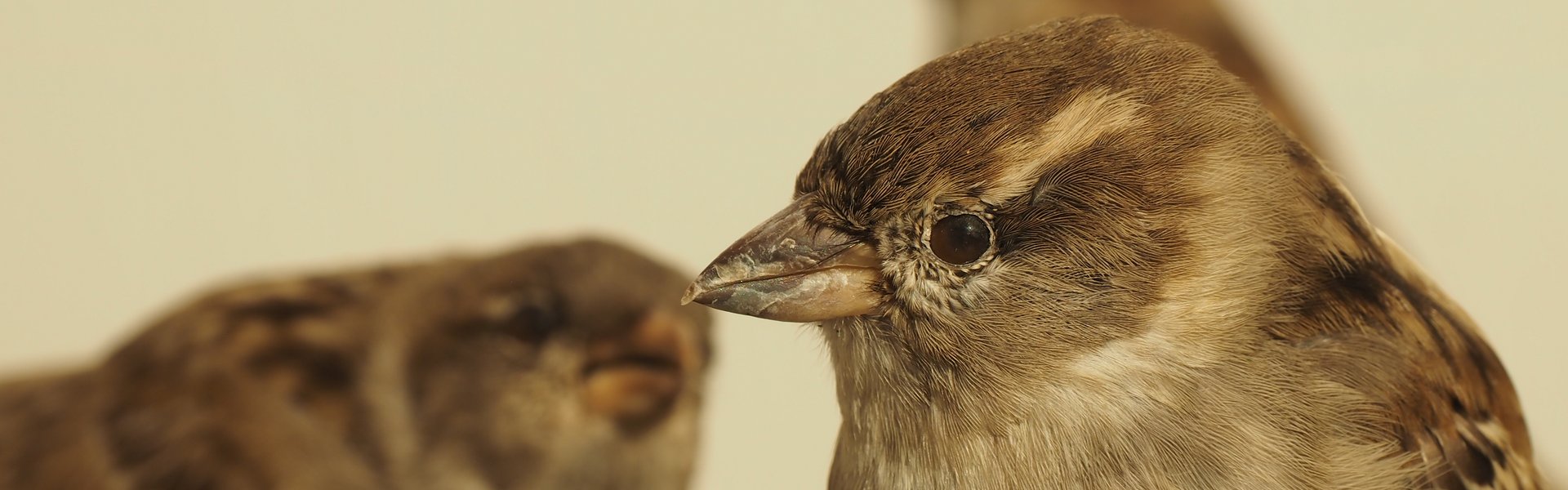 Præparat af en hunspurv, delvis udsnit