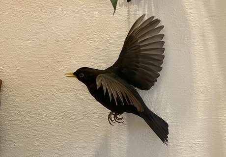 Praparat eines fliegenden Amsel-Männchens.