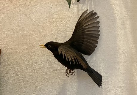 Praparat eines fliegenden Amsel-Männchens.