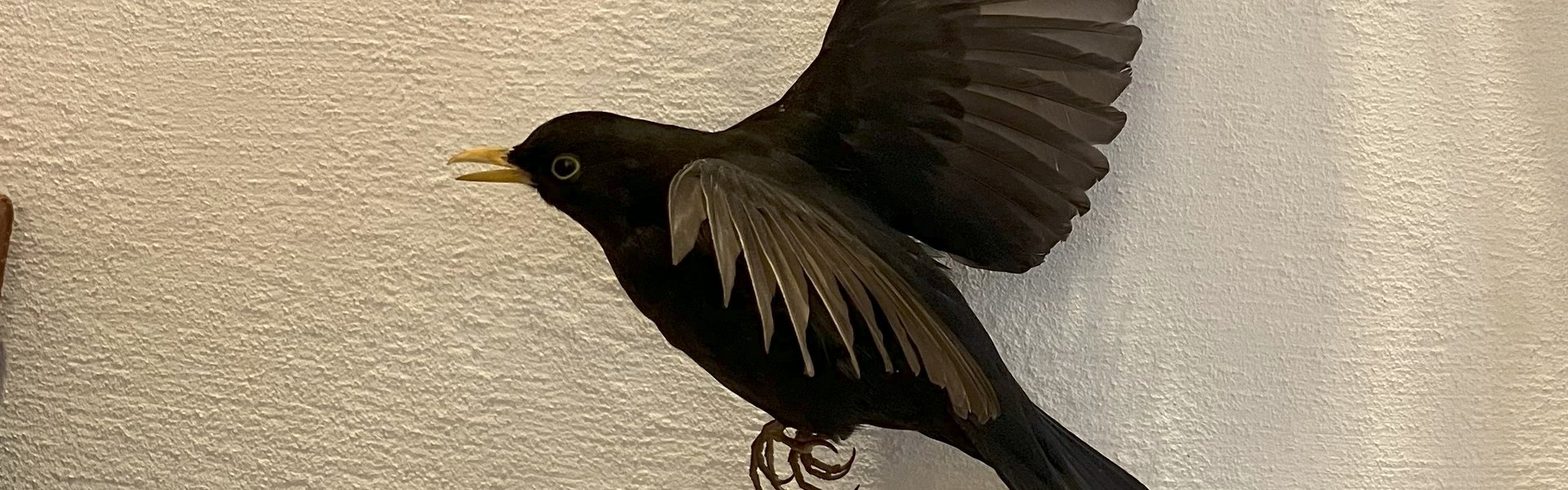 Praparat eines fliegenden Amsel-Männchens.