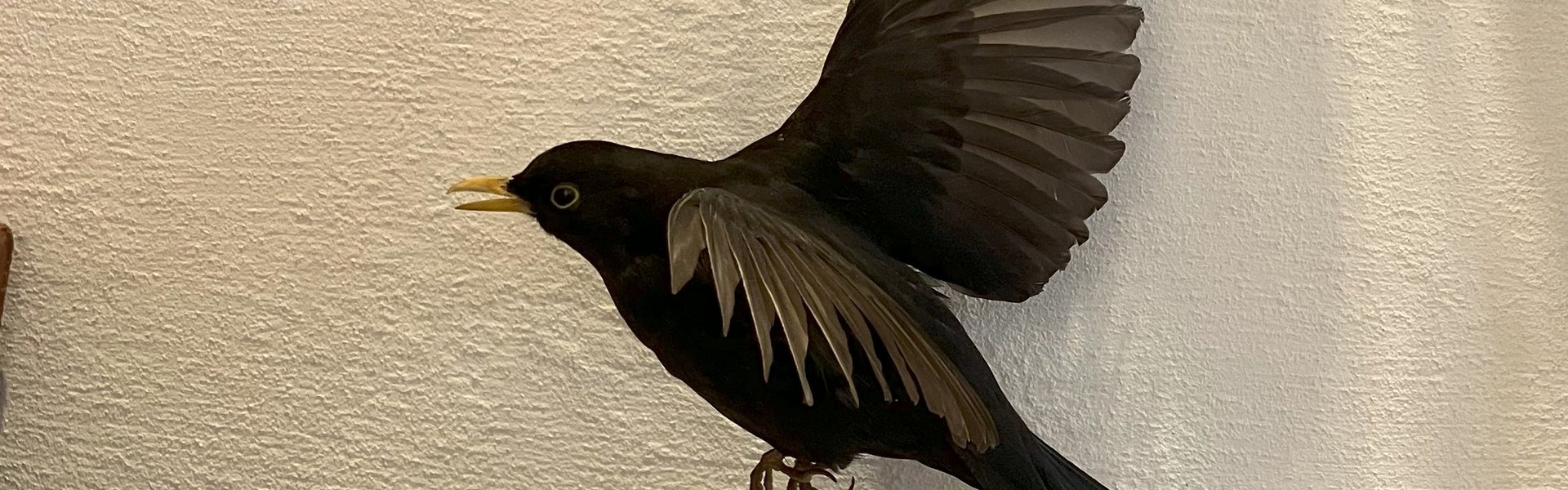 Praparat eines fliegenden Amsel-Männchens.