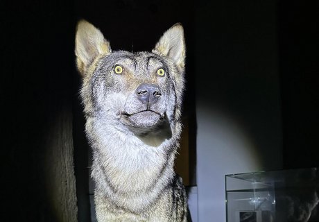 Wolfspräparat während der Taschenlampen-Führung
