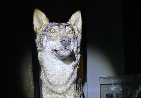 Wolfspräparat während der Taschenlampen-Führung