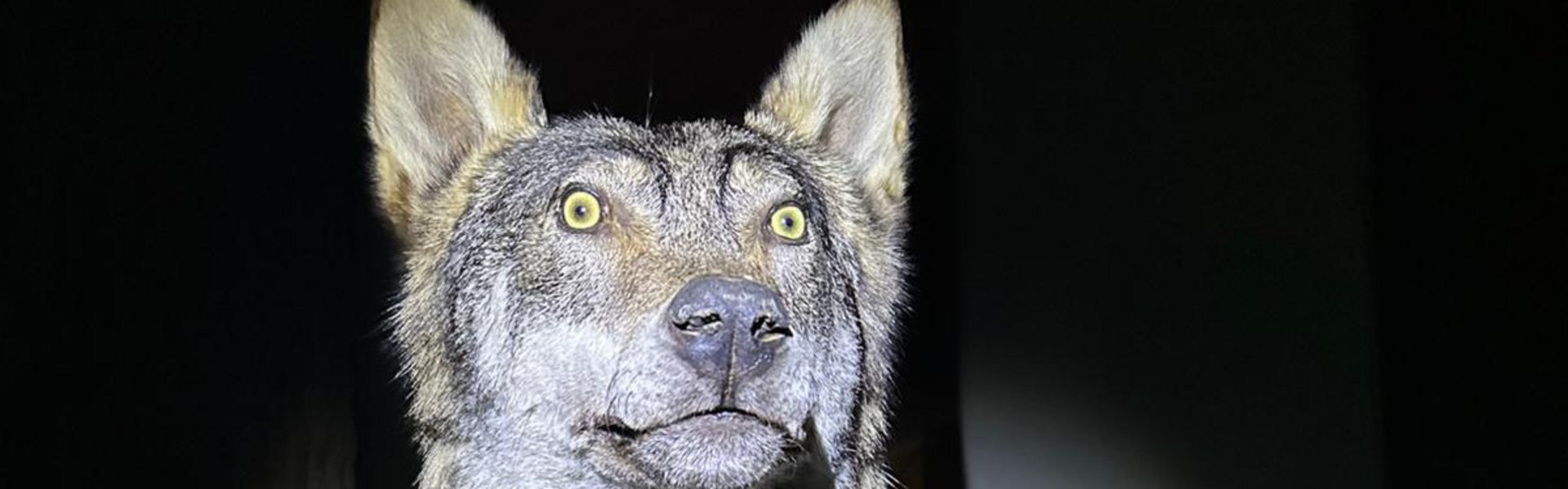 Wolfspräparat während der Taschenlampen-Führung