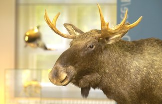 Das Foto zeigt eine Detailaufnahme eines Elchpräparates. Es handelt sich um den Kopf eines männlichen Tieres. Besonders markant sind die zwei Schaufeln links und rechts vor den großen Ohren. Der Hintergrund des Fotos ist verschwommen. Angedeutet sind ein Walmodell und ein Walskelett zu erkennen.