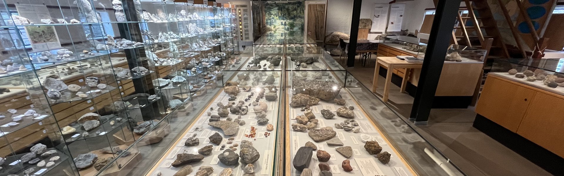 Das Foto zeigt einen Blick in den Hauptausstellungsraum des Eiszeit-Hauses. Es sind verschiedene Vitrinen mit Fossilien zu sehen. Im Hintergrund zeigt sich das Wandbild eines Bernsteinwaldes vor etwa 40 Millionen Jahren.