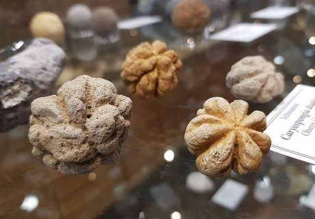 Billedet viser forskellige fossilerede svampe i en glasvitrine.