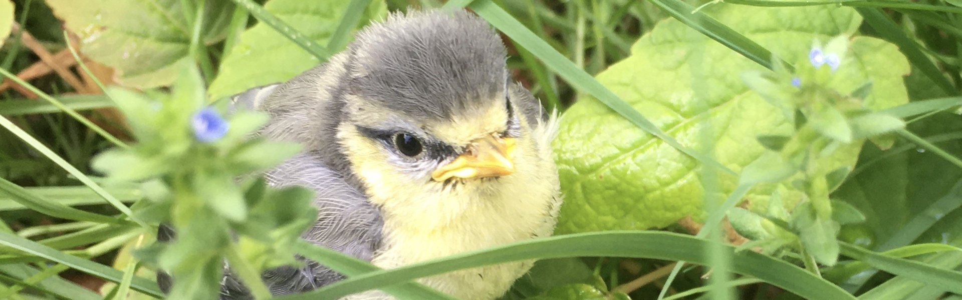 Zwischen grünen Grashalmen und Blättern sitzt eine junge Blaumeise.