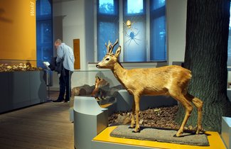 Auf dem Foto ist ein Ausschnitt des Themenraumes Wald im Museum zu sehen. Im Vordergrund steht das Präparat eines Rehbockes ohne Vitrine. Das Tier blickt nach links. Im Hintergrund des Fotos sind von links nach rechts eine Vitrine mit verschiedenen Pilzen, ein Museumsgast, das vergrößerte Modell einer weiblichen Kreuzspinne in ihrem Netz, ein Fuchs in einer Vitrine sowie ein Stück eines Eichenstammes mit Laub darunter erkennbar.