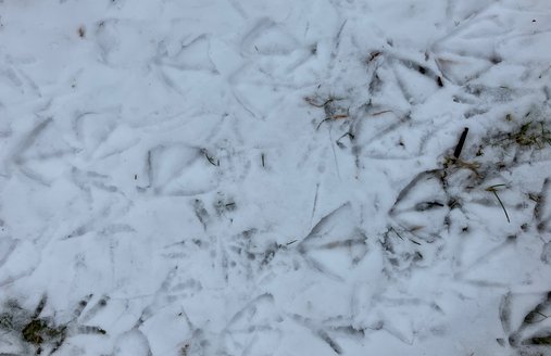Ein Vogel hat seine Fußspuren im Schnee hinterlassen. 