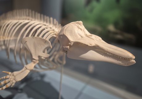 Das Foto zeigt das Vorderteil des Skeletts eines Schweinswals. Gut zu erkennen sind der Schädel mit den Zähnen, die Wirbelsäule sowie eine Vorderextremität.