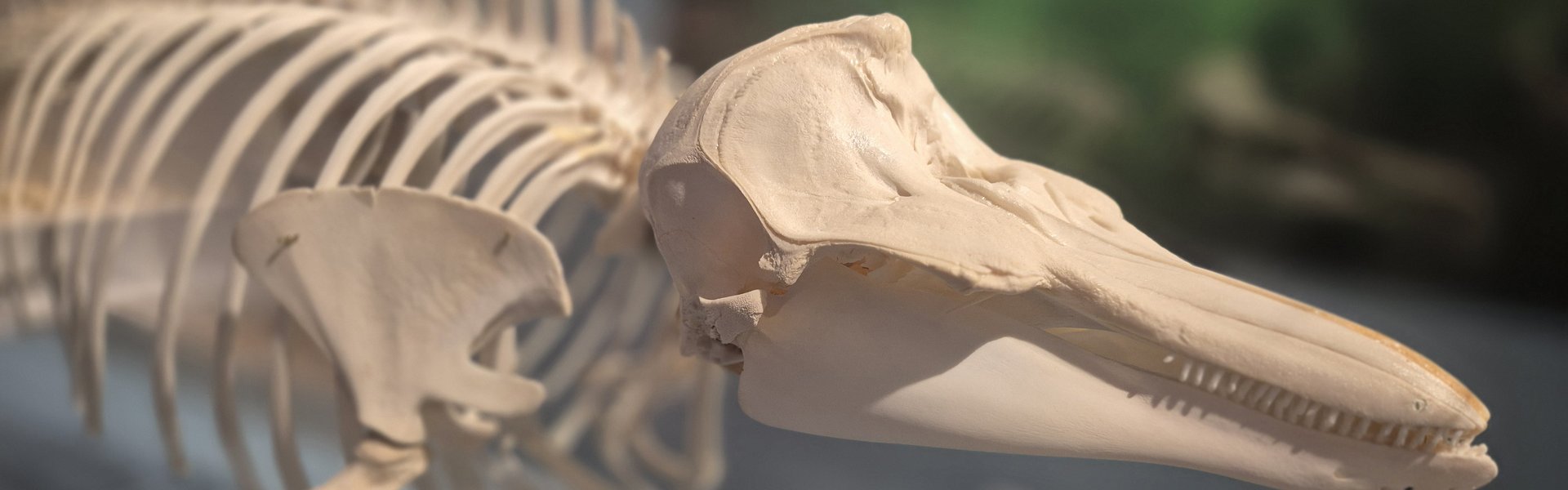 Das Foto zeigt das Vorderteil des Skeletts eines Schweinswals. Gut zu erkennen sind der Schädel mit den Zähnen, die Wirbelsäule sowie eine Vorderextremität.