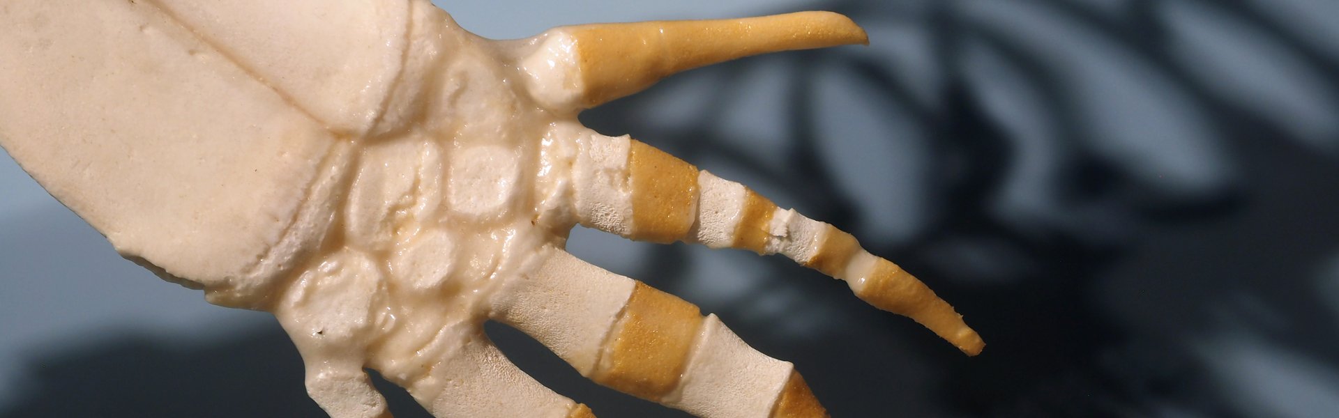 Auf dem Foto ist die linke Hand eines Schweinswal-Skelettes abgebildet.